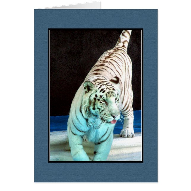 White Tiger (Front)