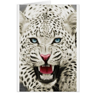 white tiger