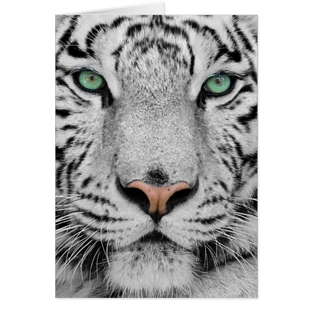 White Tiger (Front)