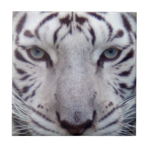 white-tiger2-10x10 ceramic tile