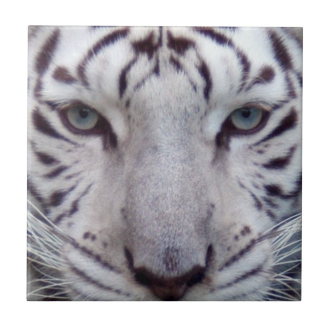 white-tiger2-10x10 ceramic tile (Front)