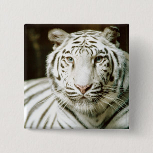 White Tiger 15 Cm Square Badge