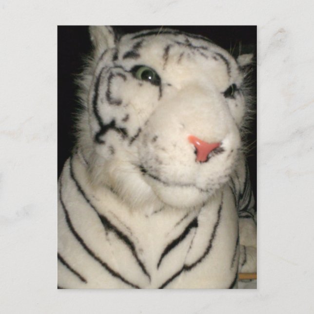 White Tiger 1 Postcard (Front)