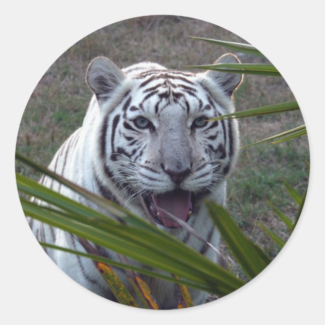 White Tiger_6170e Classic Round Sticker (Front)
