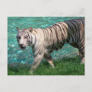 White tiger against blue water walking photograph postcard