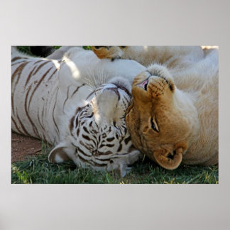 White Tiger and Lion Pals Poster