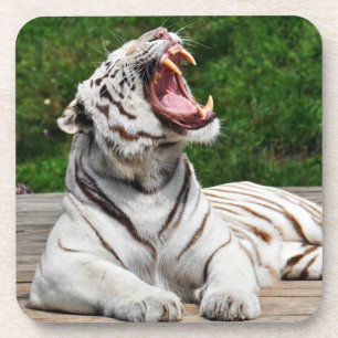 White Tiger, Bengal Tiger Coaster
