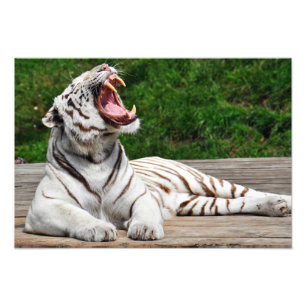 White Tiger, Bengal Tiger Photo Print