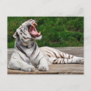White Tiger, Bengal Tiger Postcard
