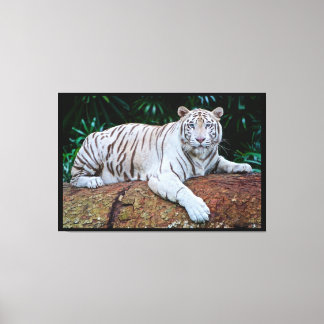 White Tiger Canvas Print