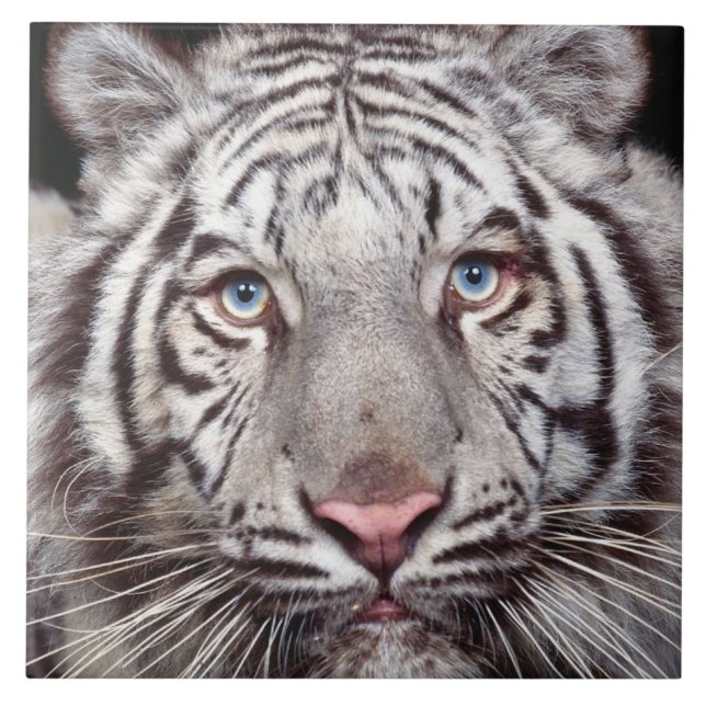 White Tiger Ceramic Tile (Front)