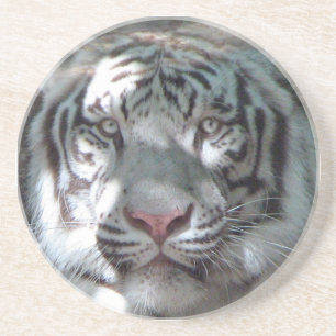 White Tiger Close Up Coaster