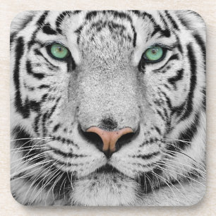 White Tiger Coaster