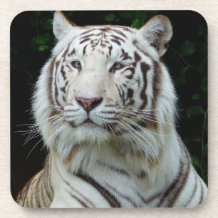 White Tiger Coaster Set