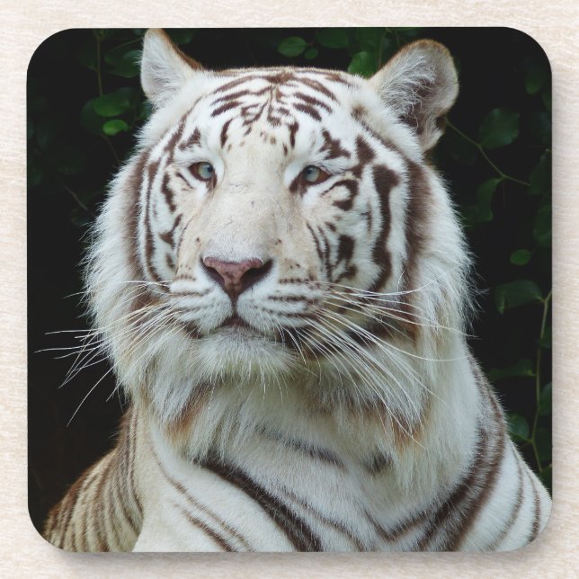 White Tiger Coaster Set (Front)