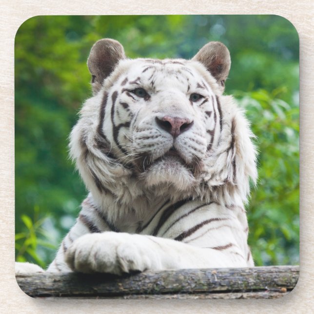 White Tiger coasters (Front)
