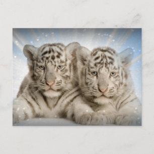 White Tiger Cubs Postcard