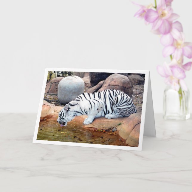 White Tiger Drinking Water Card (Orchid)