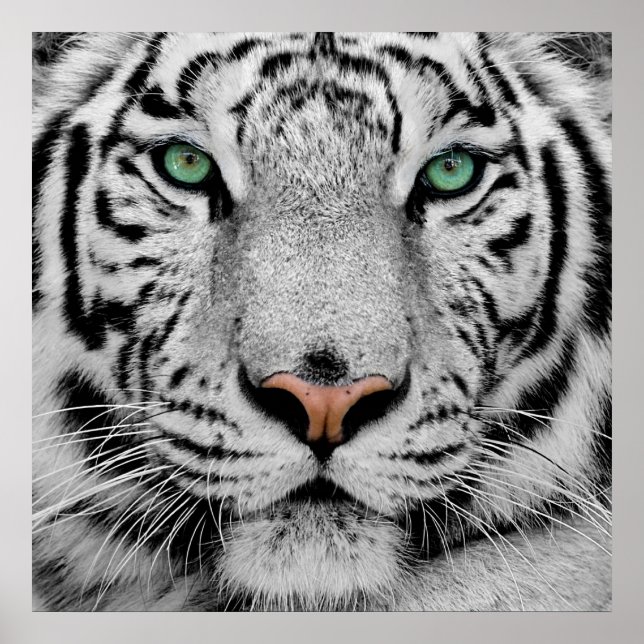 White Tiger Face Print (Front)