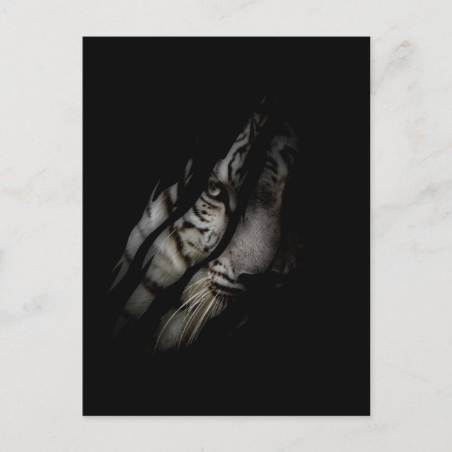 White Tiger Face Torn Claw Wild Safari Animal Cat Postcard (Front)