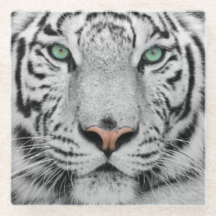 White Tiger Glass Coaster