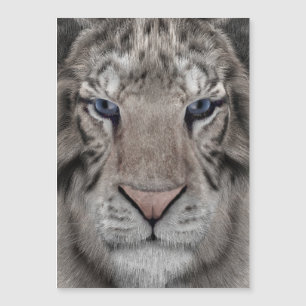 white_tiger_head