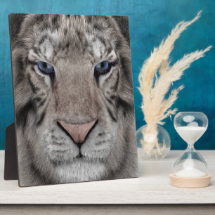 White Tiger Head Wildlife Aesthetic Plaque