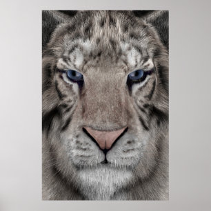 White Tiger Head Wildlife Aesthetic Poster