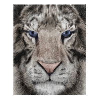 White Tiger Head Wildlife Aesthetic