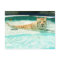 White tiger in pool-Year of the tiger Postcard