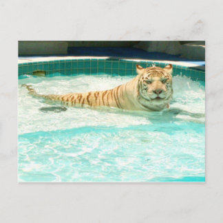 White tiger in pool-Year of the tiger Postcard