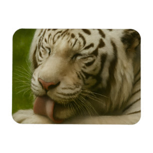 White Tiger in Private Grooming Ritual Magnet