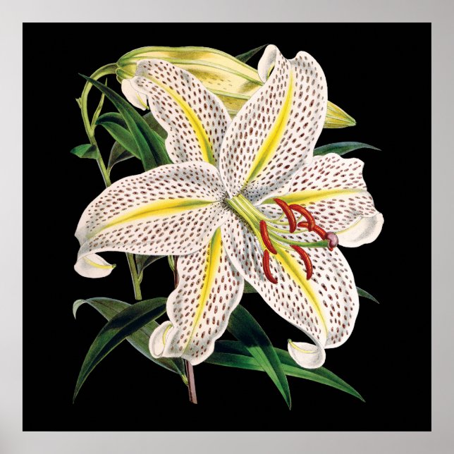 white tiger lily premium botanical print (Front)