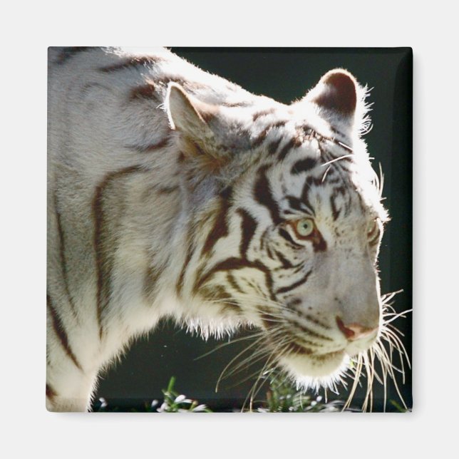 White Tiger Magnet (Front)