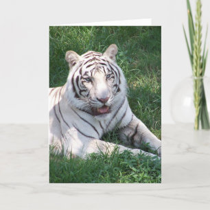 White tiger on green grass vertical frame picture card