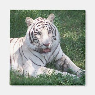 White tiger on green grass vertical frame picture magnet