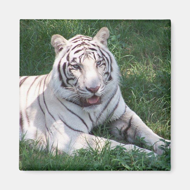 White tiger on green grass vertical frame picture magnet (Front)