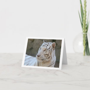 White Tiger Photo Folded Note Card
