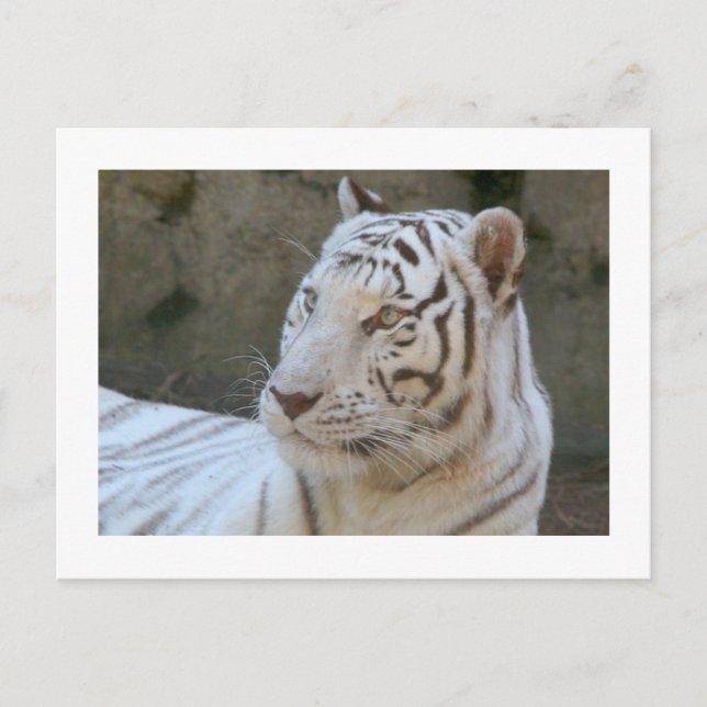 White Tiger Photo Postcard (Front)