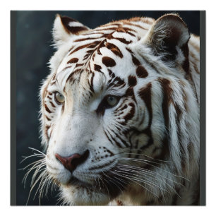 White tiger photo print