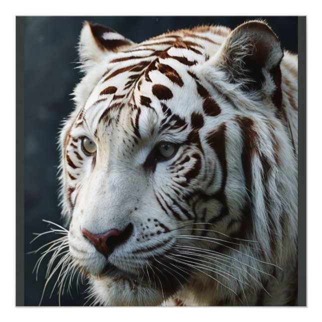 White tiger photo print (Front)