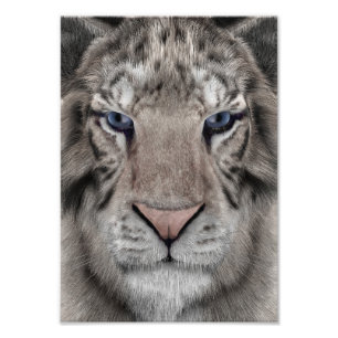 White Tiger Photo Print