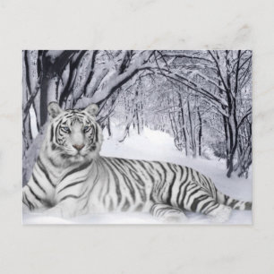 White TIger Postcard