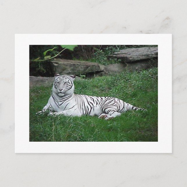 White Tiger Postcard (Front)