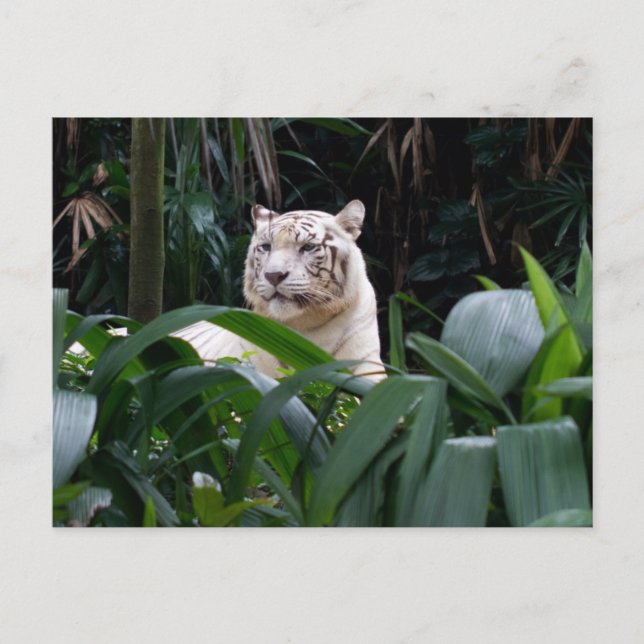 White Tiger Postcard (Front)