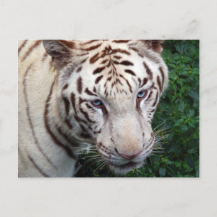 White Tiger Postcard