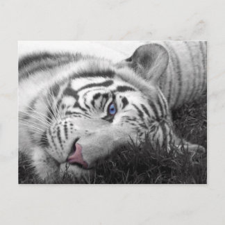 White tiger postcard