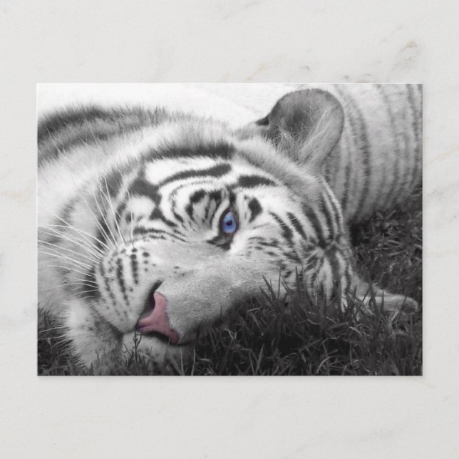 White tiger postcard (Front)