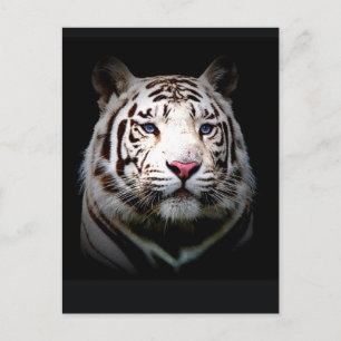 White Tiger Postcard