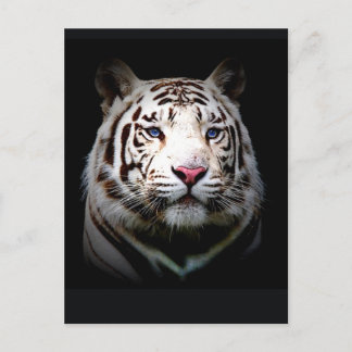 White Tiger Postcard